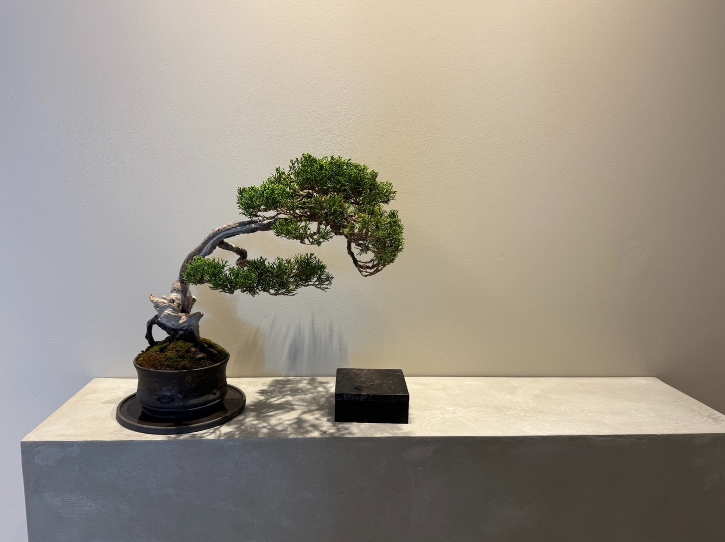 TRADMAN'S BONSAI